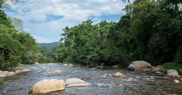 Plan de Silvicultura de Cali